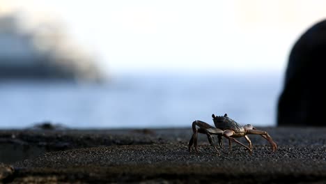 small crab walks backward on the shore of the pitcairn island