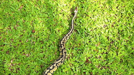 real python  crawling on the green grass