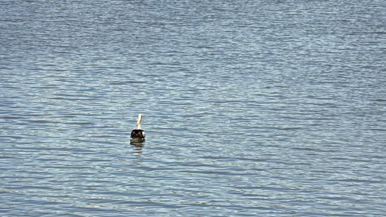 Pelican Floating in Fitzroy River, Rockhampton