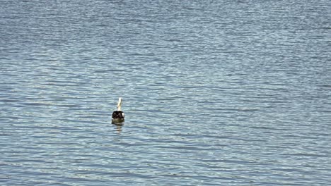 Pelican-Floating-in-Fitzroy-River,-Rockhampton