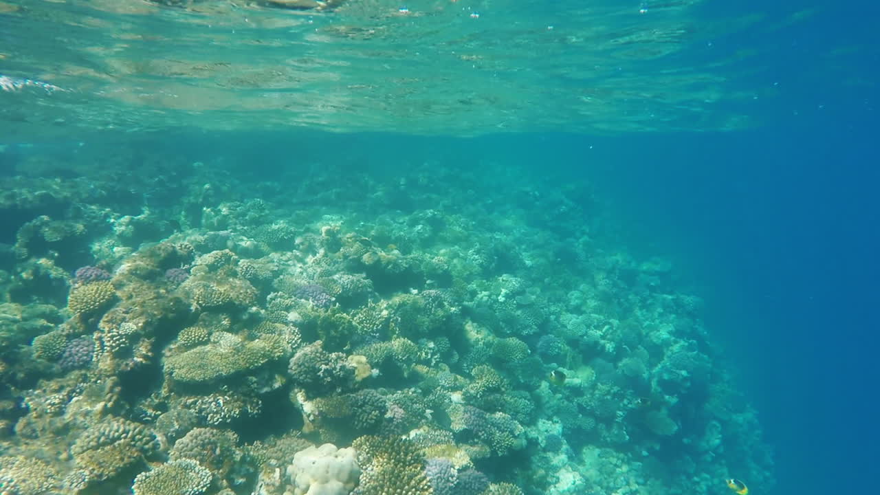 peces exóticos en la zona de surf video en cámara lenta