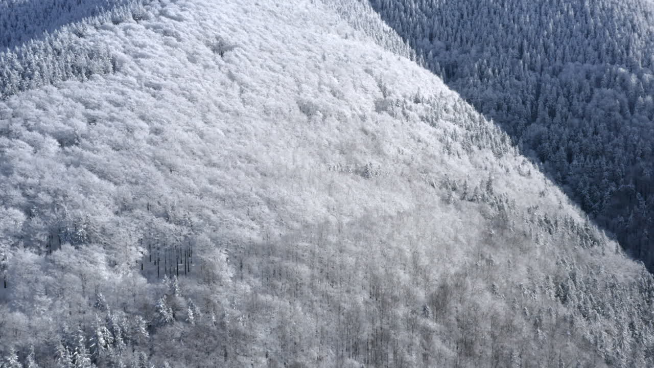 Snow-covered forest on a steep mountainside crest in winter,Czechia