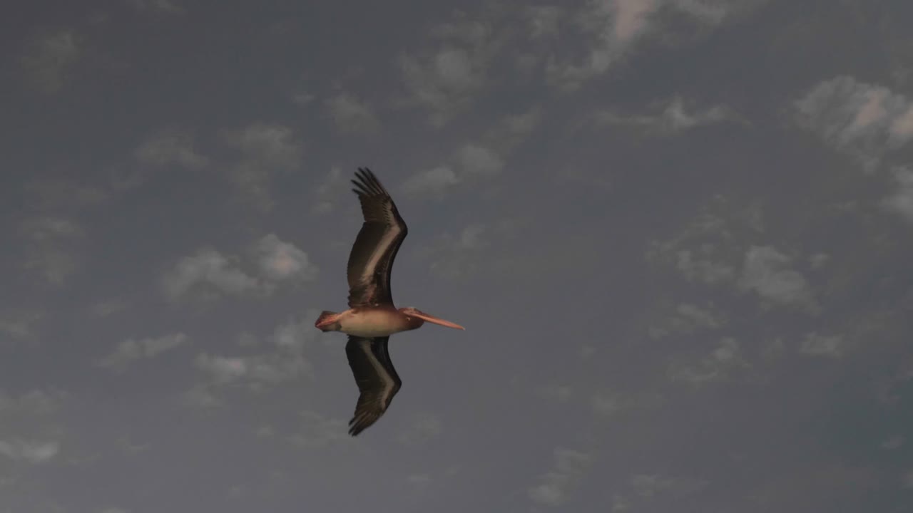 toma 4k de pelícano volando en paracas, perú