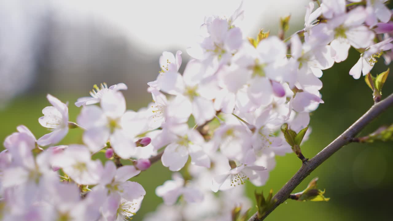 봄에 아름다운 체리 꽃
