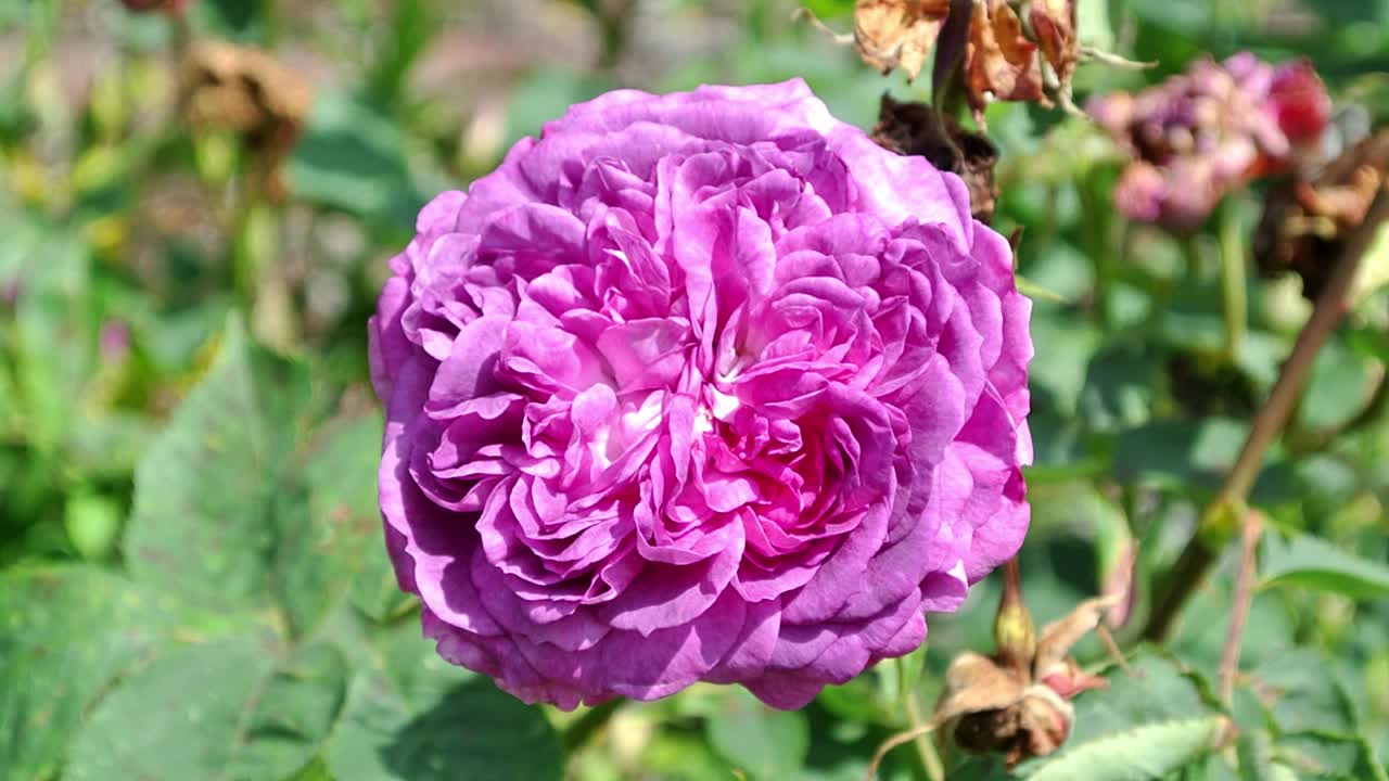 국내 정원에 있는 빨간 장미 세트