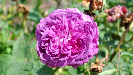 conjunto de rosas rojas en el jardín interno