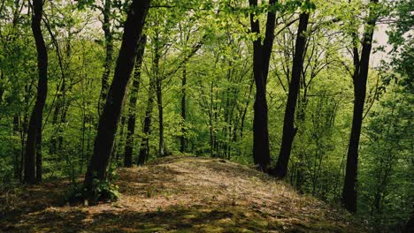 4K-Aufnahmen-Von-Sonne,-Die-Im-Frühling-Durch-Grüne-Wälder-Scheint