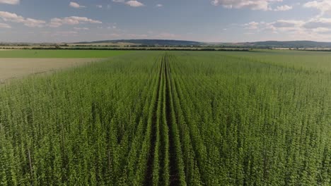 Symmetrical-crop-growth-habitat,-Hop-plants,-climbing-perennials,-aerial