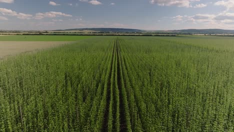 hábitat de crecimiento simétrico de los cultivos, plantas de lúpulo, plantas perennes trepadoras, aéreas
