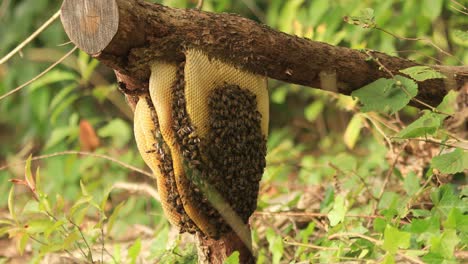 honeycomb hanging from a branch with a colony of wild apis mellifera carnica or european honey bees with specimen coming and going from the hive