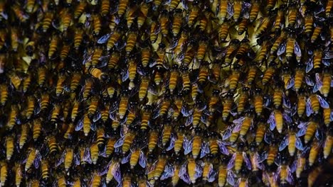 Se-Sabe-Que-Las-Abejas-Melíferas-Gigantes-Construyen-Grandes-Colonias-De-Nidos-Con-Bolsillos-Simétricos-Hechos-De-Cera-Para-Almacenar-Miel-Como-Fuente-De-Alimento.