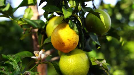 colorful lemon tree fruits