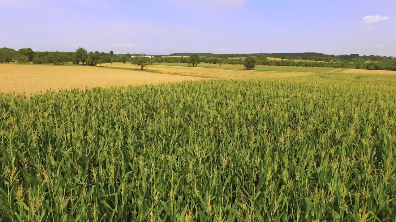 laberinto de maíz antena baja