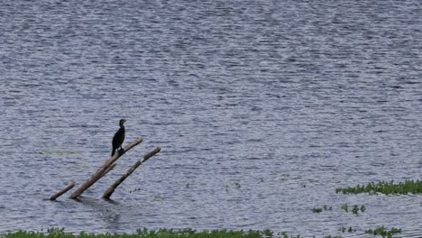 birds resting and flying over a rippling lake