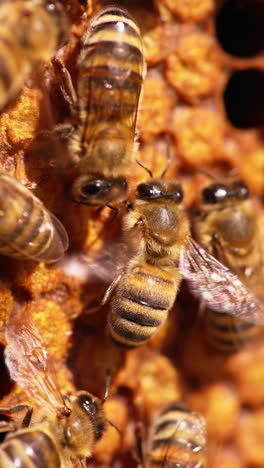 stripy insects walking over the frame with sealed cells. busy bees waving tiny transparent wings quickly. close up. vertical video