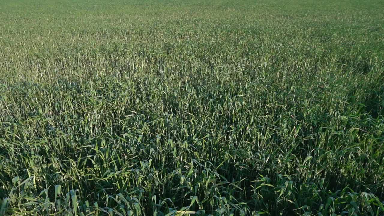 Green Field of Grass