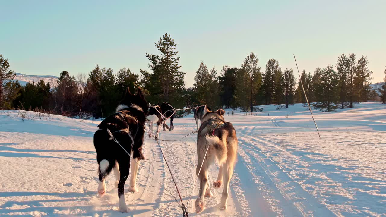 Huskier som trekker en slede på en snødekt sti under solnedgang i en vinterskog