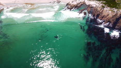 Whales-very-close-to-beach-in-clear-shallow-waters,-overhead-drone