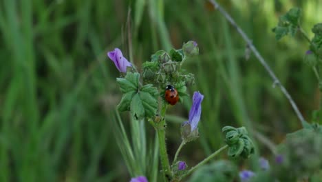 una mariquita posada en una planta