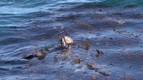 sea otter eating seafood from the kelp forest of monterey bay, california