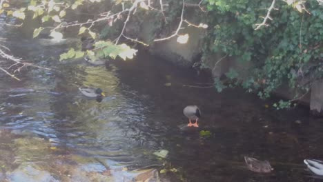 Ducks-floating-on-the-River-Stour,-UK