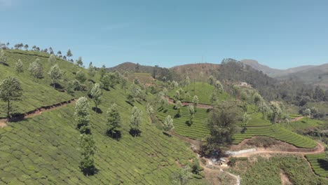 trees along green tea plantation on hills, munnar, kerala, india