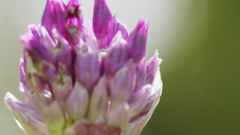 close up shot of a leek plant growing in the garden