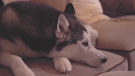 portrait shot of an adorable dog laying on a couch in a living room