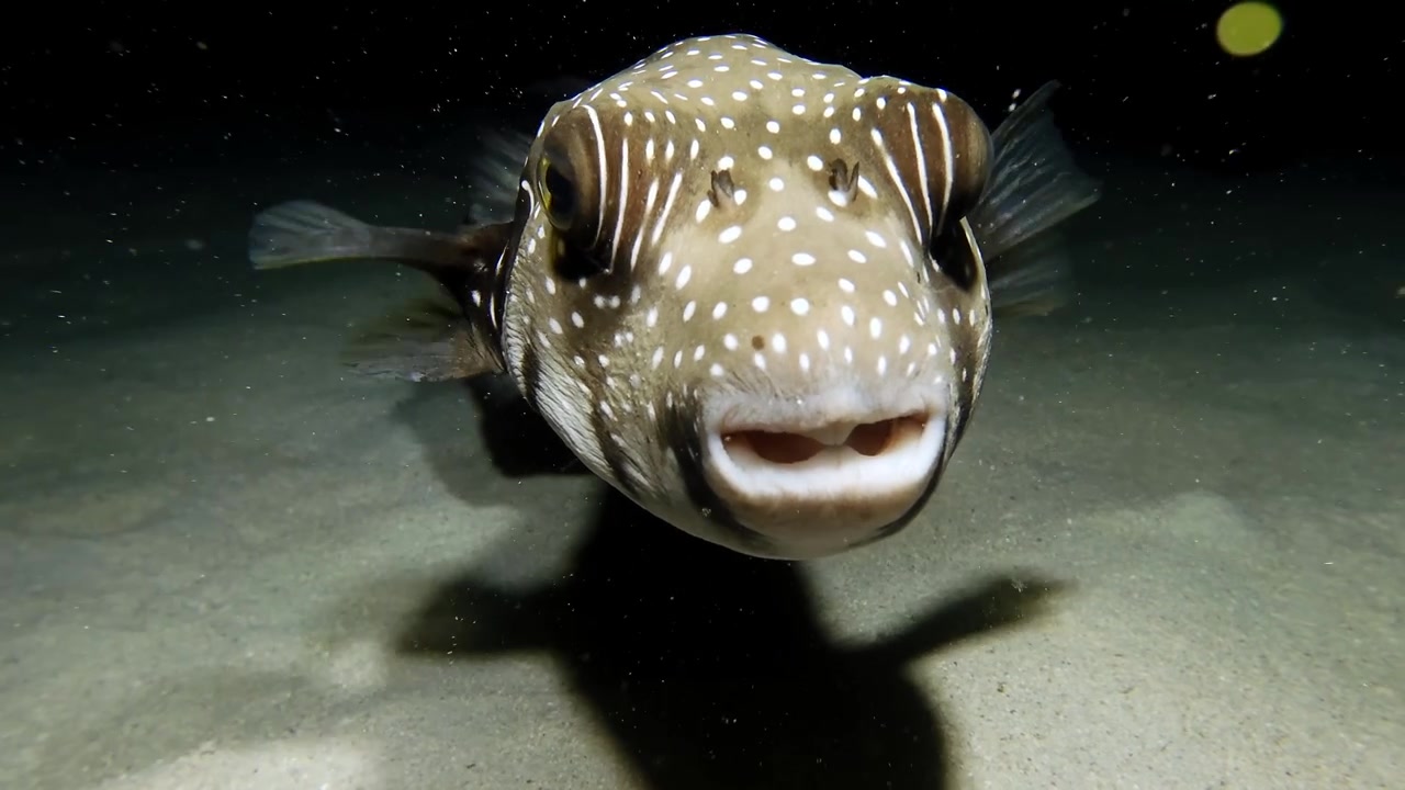 Hvitflekkete kulefisk svømmer mot kameraet om natten