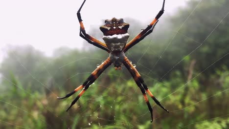 Nahaufnahme-Einer-Großen-Silbernen-Argiope-Spinne,-Die-In-Ihrem-Netz-Sitzt