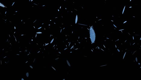 plumas azules ligeras partículas en vuelo gráficos de movimiento