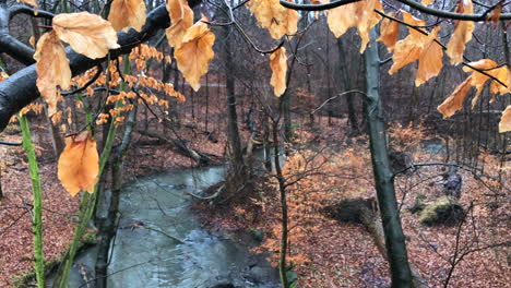 Swamp-river-under-yellow-leafs