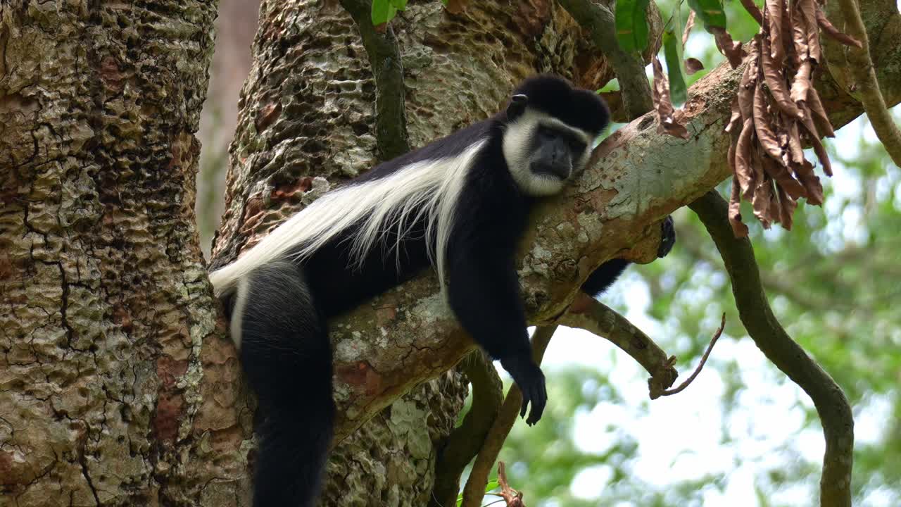 Um colobus-preto-e-branco-oriental (Colobus guereza) descansando no galho de uma árvore, dorme tranquilamente à tarde, em close-up.
