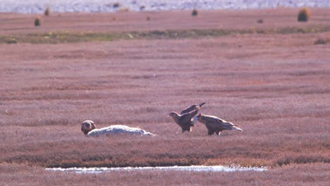 Clan-of-Crested-Caracaras-playing-flying-on-the-dried-grass-shore-as-they-jostle-for-vantage-position