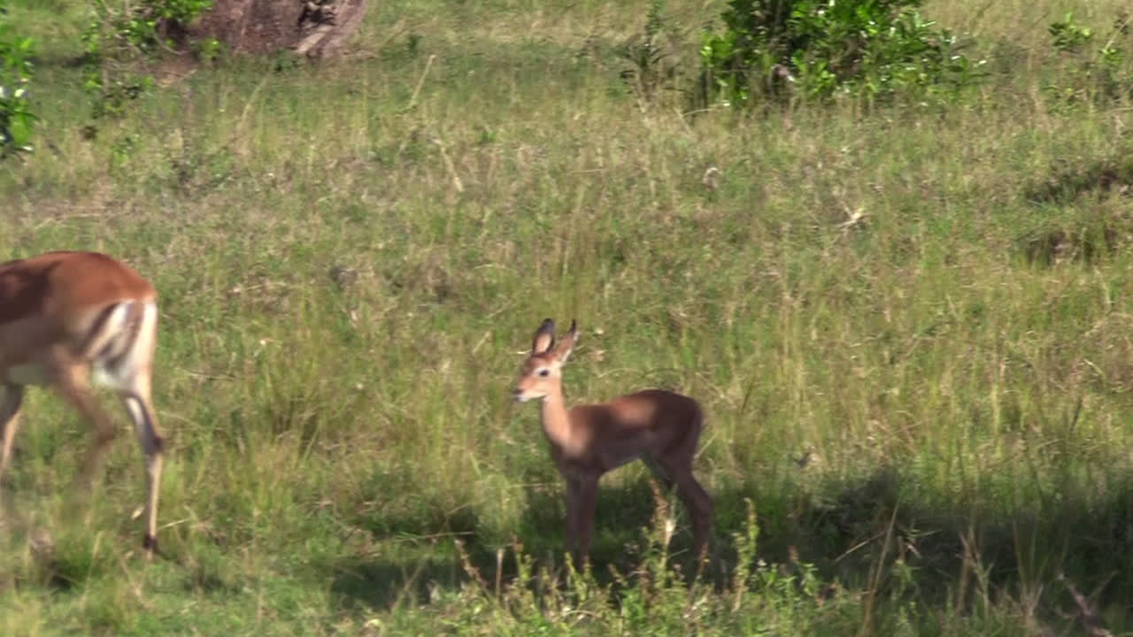impala y ciervo vagando por las praderas de la reserva de olare motorogi en masai mara, kenia - toma de primer plano