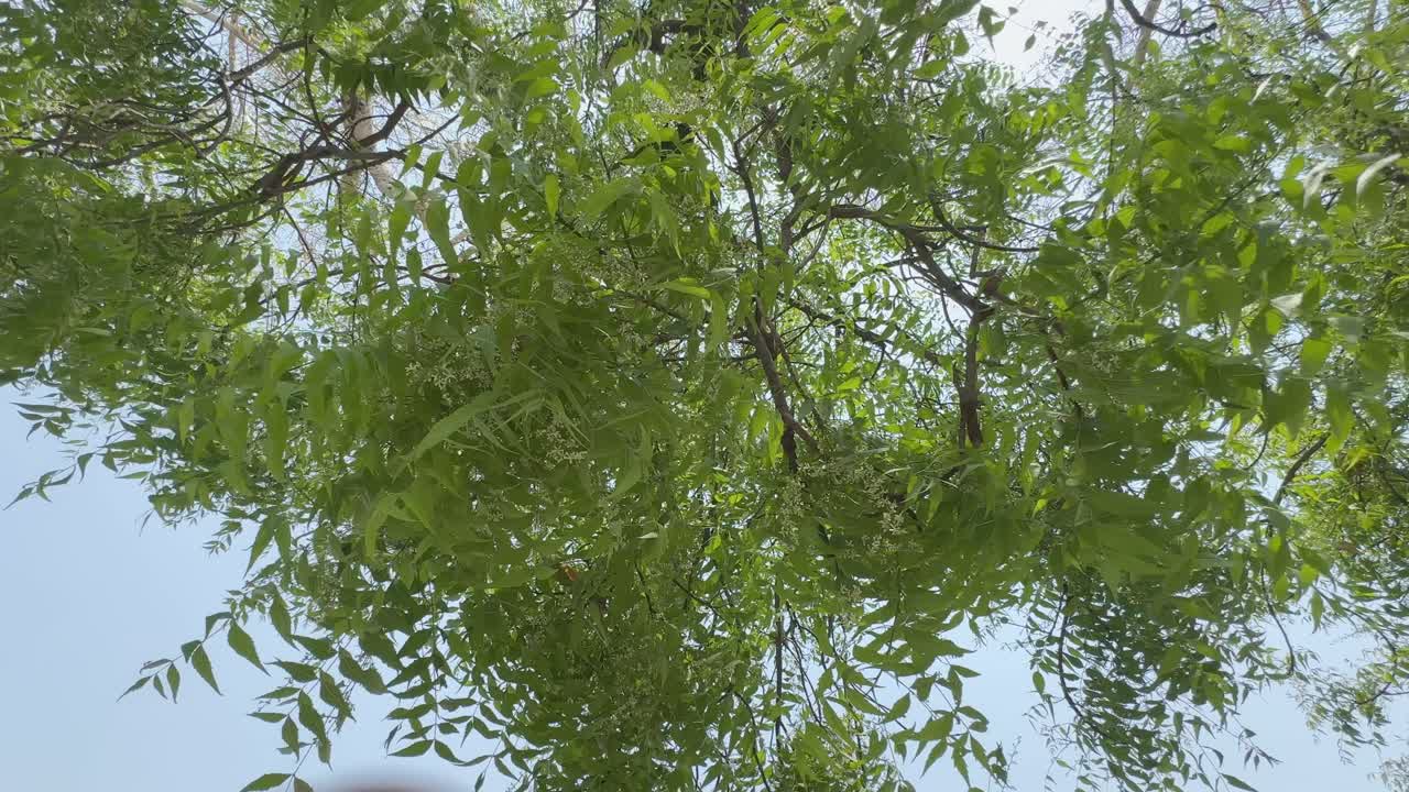 Closeup of a branch of neem tree swaying gently with the wind, low angle shot of the neem tree