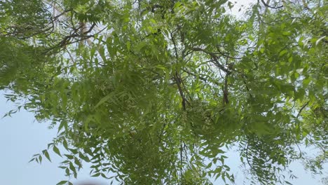 closeup of a branch of neem tree swaying gently with the wind, low angle shot of the neem tree