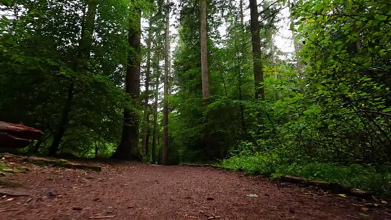 Scena boschiva serena con vegetazione lussureggiante