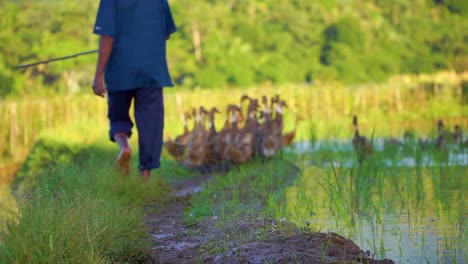 Un-Hombre-Está-Pastoreando-Patos-En-El-Campo-De-Arroz