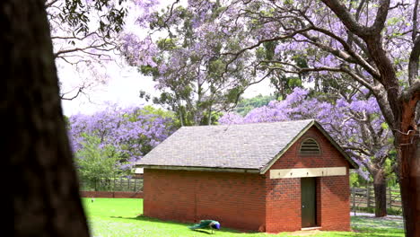 Peacock-in-zoo-enclosure-with-purple-trees,-panning-slow-shot-left-to-right