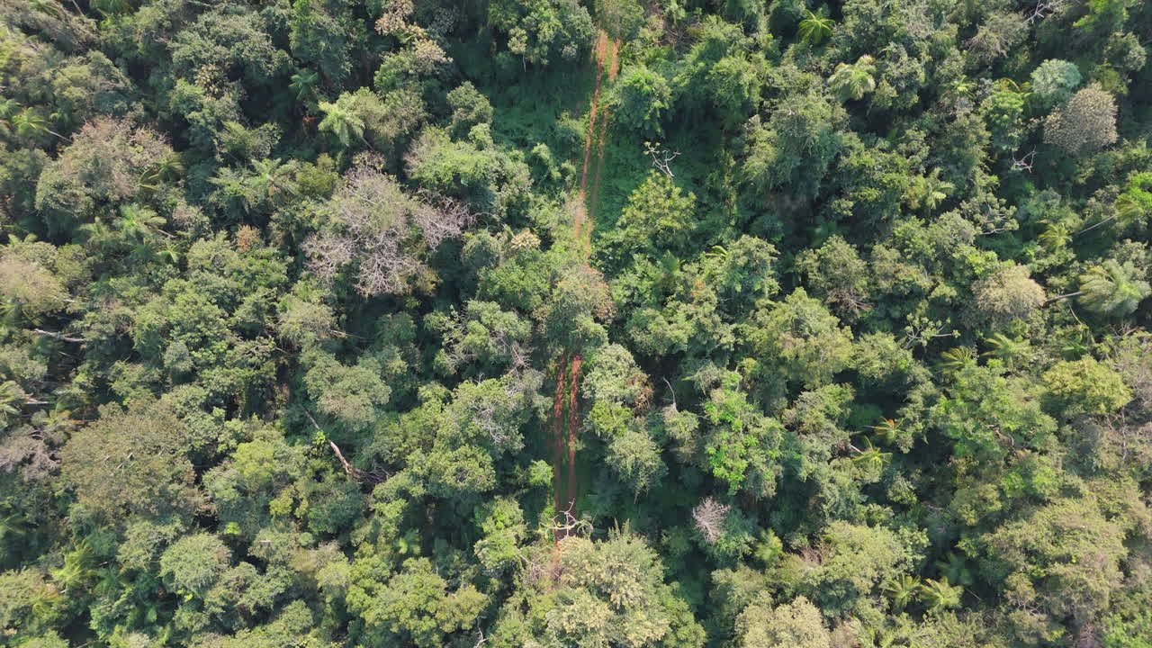 Lush Amazon rainforest split by narrow dirt road, human impact on ecosystem