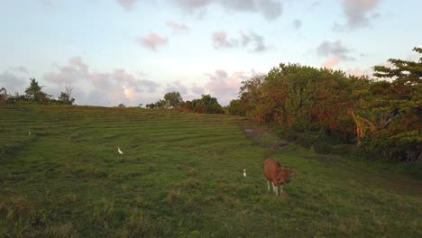 Cows-grazing-at-greenfield-during-sunset-time-cloudy-day-with-white-crane-birds