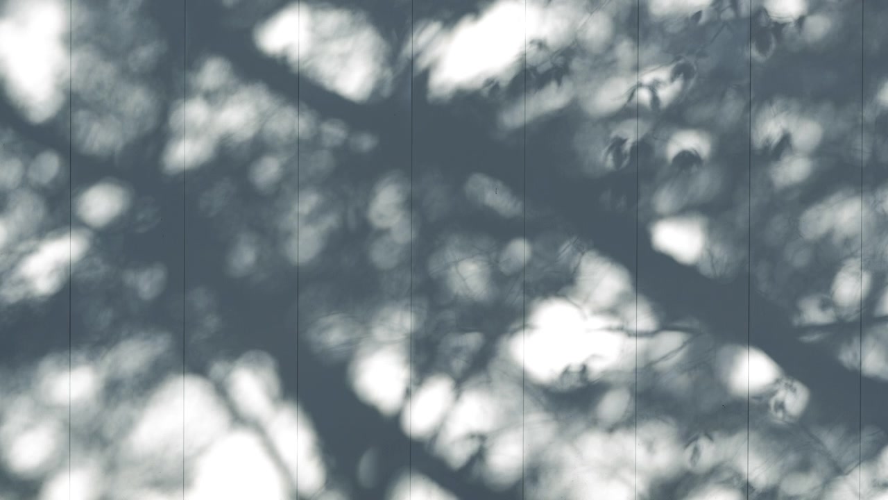 Artistic shadow of tree branches swaying on a white wall surface.