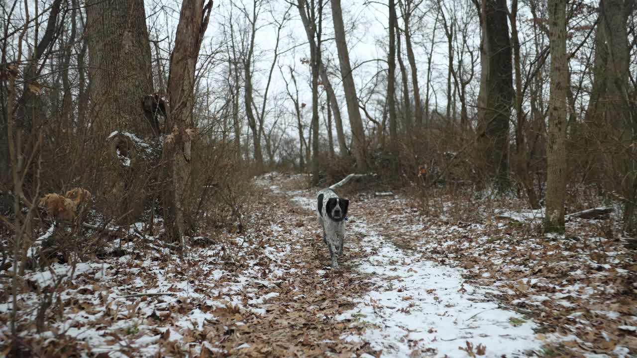 un perro trotando y olfateando a lo largo del camino de hojas secas y nieve en un campo de árboles secos en invierno, sin gente, tiro rodante