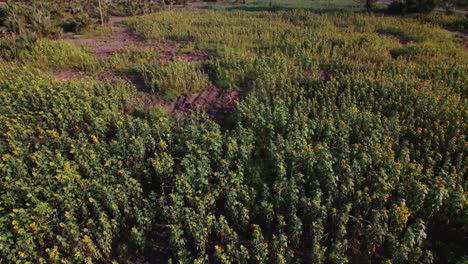 Sonnenblumenfarm-Bei-Sonnenuntergang-Mit-üppigen-Grünen-Blättern-Auf-Einem-Bauernhof-In-Afrika