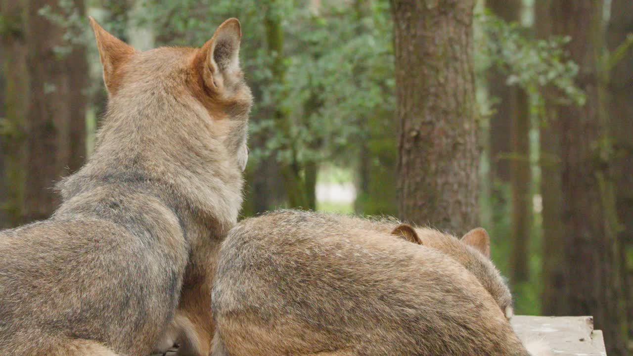 Two wolves rest quietly on a wooden platform in a tranquil, sunlit Scottish forest setting