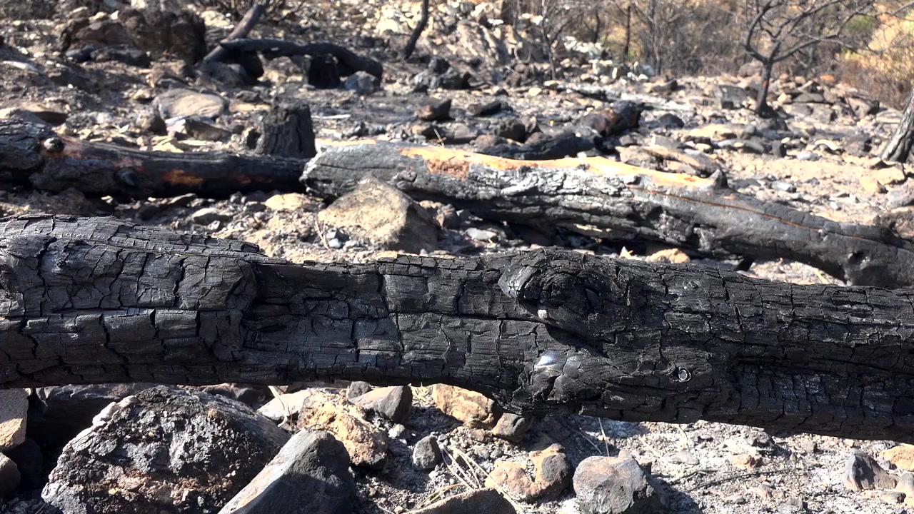 Charred Logs and Ash in Forest After Wildfire