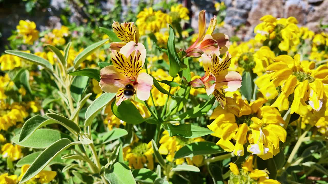 Bumblebee on Alstroemeria or Peruvian lily or lily of the Incas, flowers, yellow blooms. Dolly out