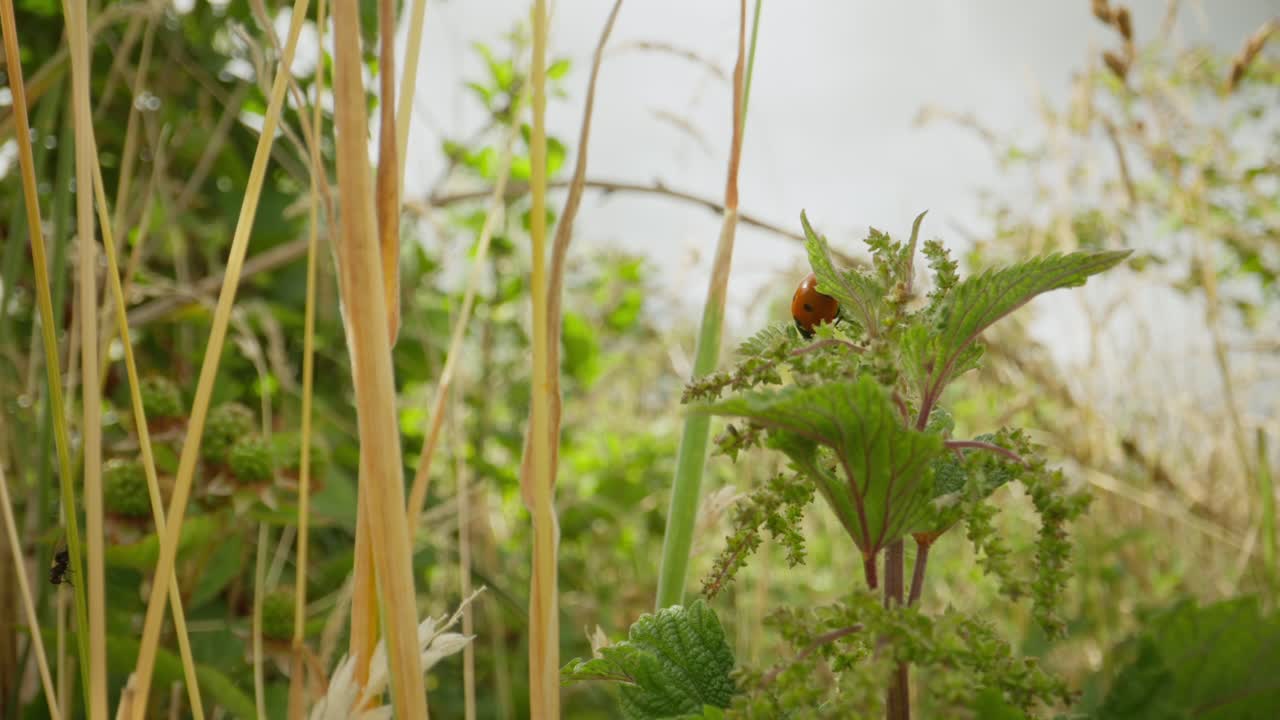 Close up of ladybug on stem with blurred green background