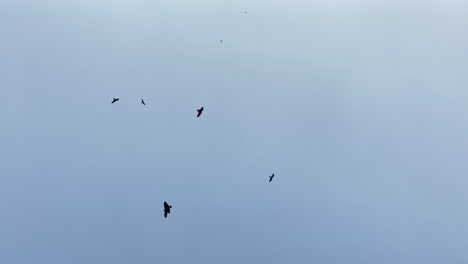 Adler-Fliegen-Am-Blauen-Himmel